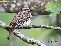 Myiodynastes luteiventris